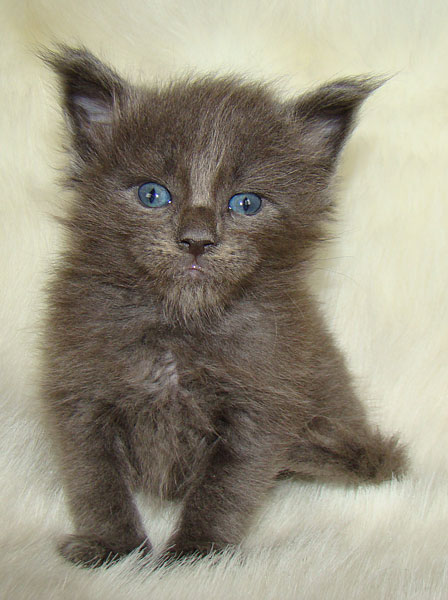 ���� ��� ������� ��������� Catsvill County!  ���� ����! ������ ������ ���� ���! ���� ��� ������ ������ � ����� ����!!! �������� ���� ����� Catsvill County +7-926-544-74-09  ���� ��� �������� ������. ���� ��� ������, ���� ��� �������, ���� ��� ������,  ���� ��� ����, ���� ��� ��������, ���� ����,  ������ ������ ���� ���,  ������ ����-����, ����� ������� ������ �����, ����� ����� ������!